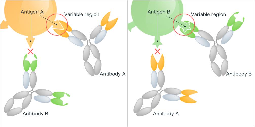 Every antibody is antigen-specific. 