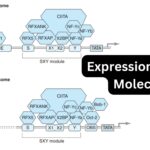 Expression of MHC Molecules
