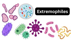Extremophiles - Definition, Classification, Examples
