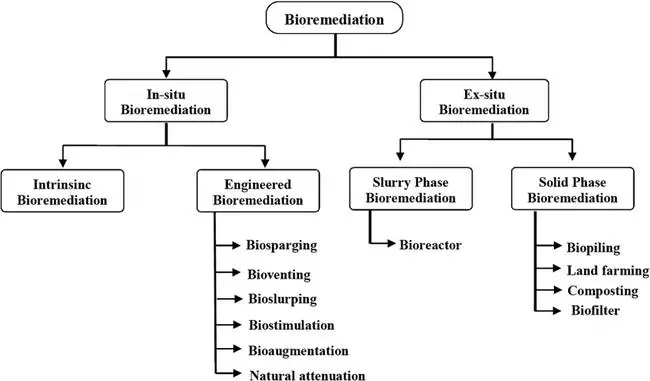 Types of Bioremediation