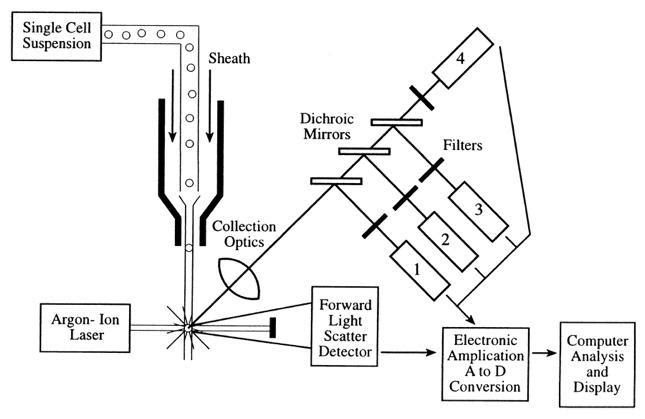 The Flow Cytometric Process  
