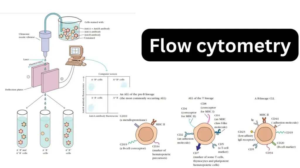 Flow cytometry Principle, Process, Uses