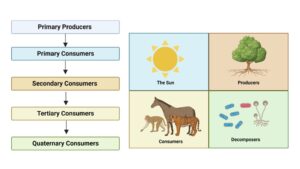 Food Chain - Definition, Types, Parts, Examples