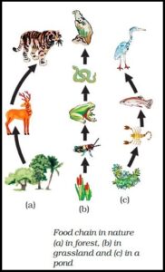 Food Chain - Definition, Types, Parts, Examples