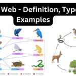 Food Web - Definition, Types, Examples