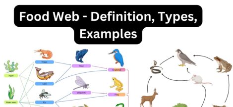 Food Web - Definition, Types, Examples