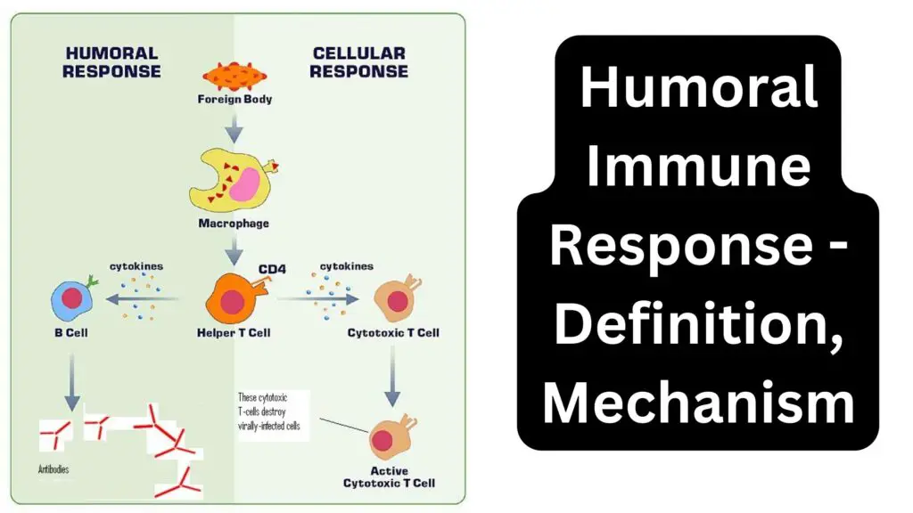 Humoral Immune Response - Definition, Mechanism