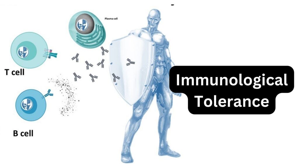 Immunological Tolerance - Definition, Mechanism, Types