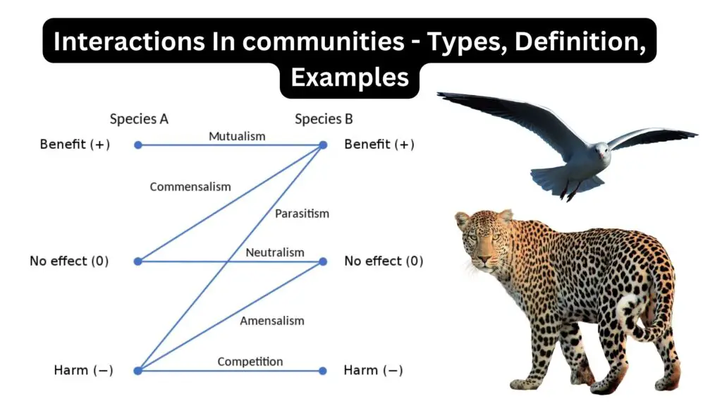 Interactions In communities - Types, Definition, Examples
