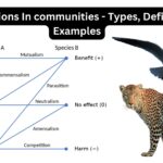 Interactions In communities - Types, Definition, Examples