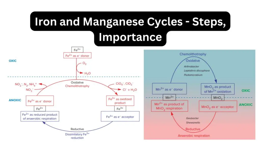 Iron and Manganese Cycles - Steps, Importance