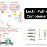 Lectin Pathway of the Complement System