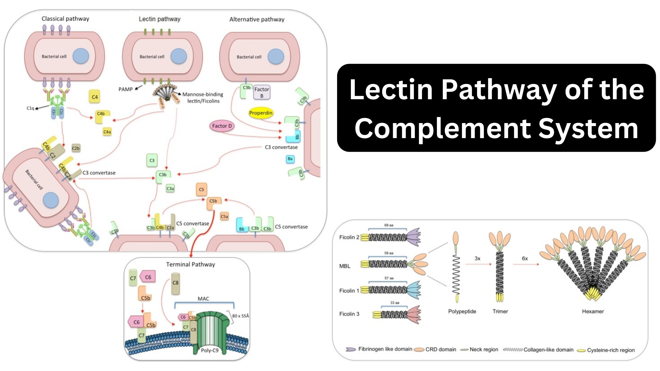 Lectin Pathway of the Complement System