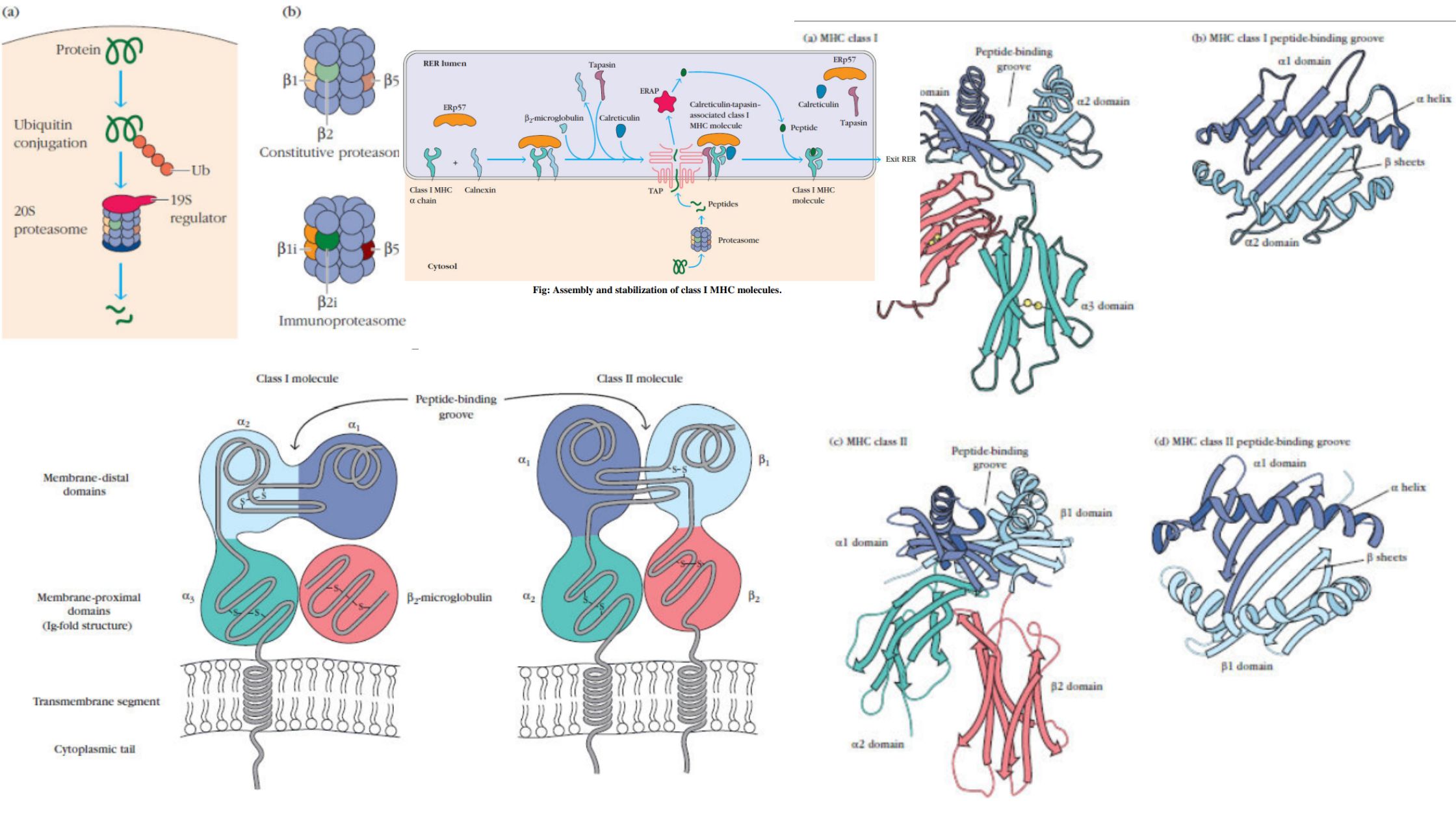 MHC Molecules - Major Histocompatibility Complex