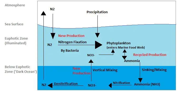 Marine nitrogen cycle