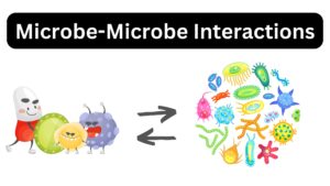 Microbe-Microbe Interactions