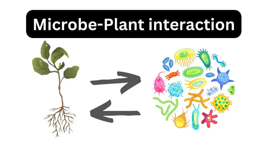 Microbe-Plant interaction