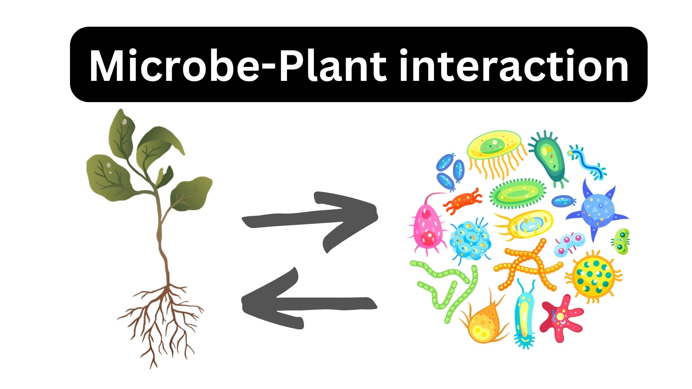 research on plant microbe interactions
