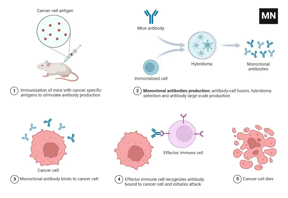 Monoclonal Antibodies for Immunotherapy