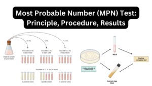 Most Probable Number (MPN) Test: Principle, Procedure, Results