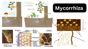 Mycorrhiza - Definition, Types, Examples, Importance