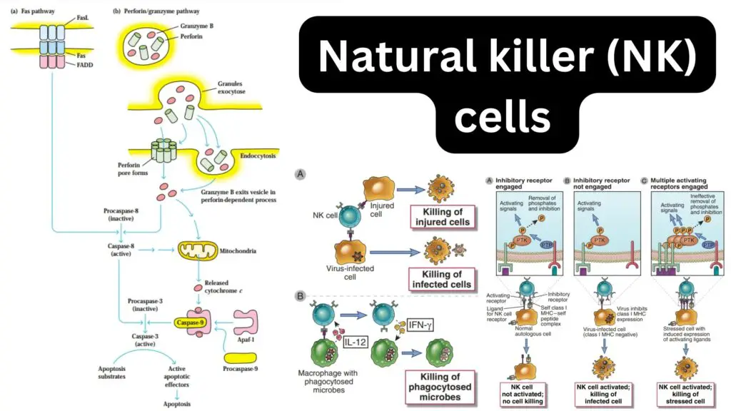 Natural killer (NK) cells 