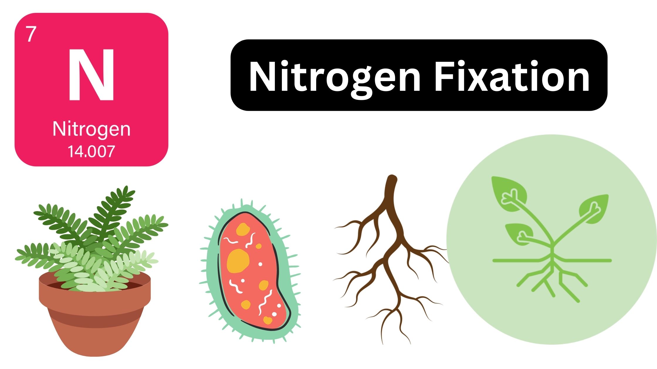 Nitrogen Fixation - Definition, Importance, Processes