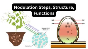 Nodulation Steps, Structure, Functions