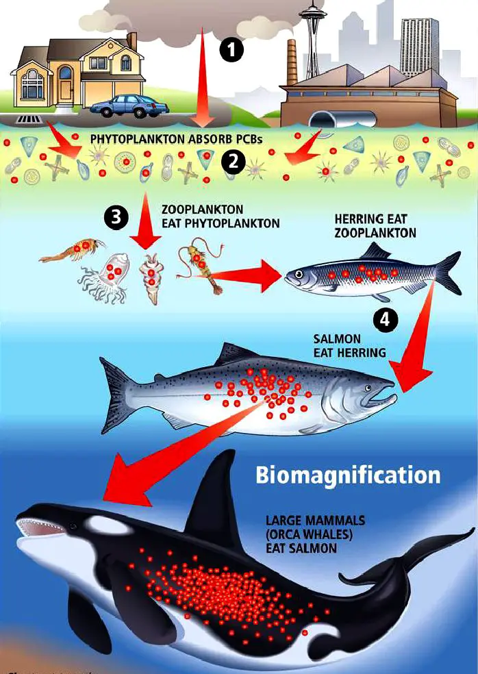 Causes of Biological Magnification/Biomagnification