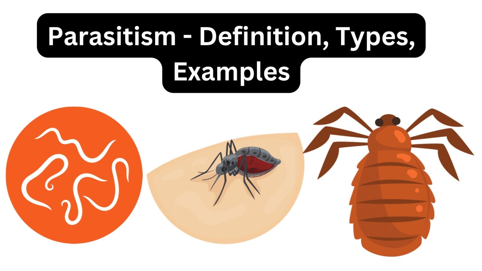 Parasitism Definition Types Examples