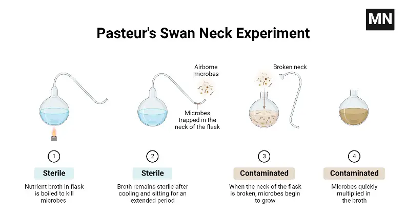 The Swan Necked Flask experiment of  Louis Pasteur