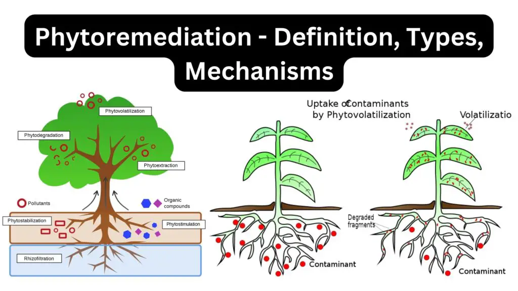 Phytoremediation - Definition, Types, Mechanisms