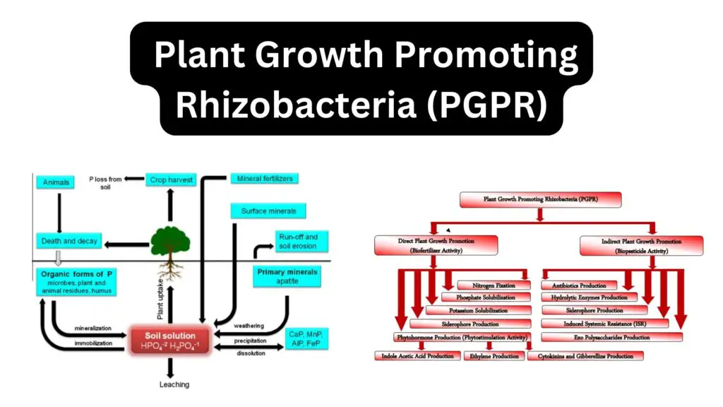  Plant Growth Promoting Rhizobacteria (PGPR)