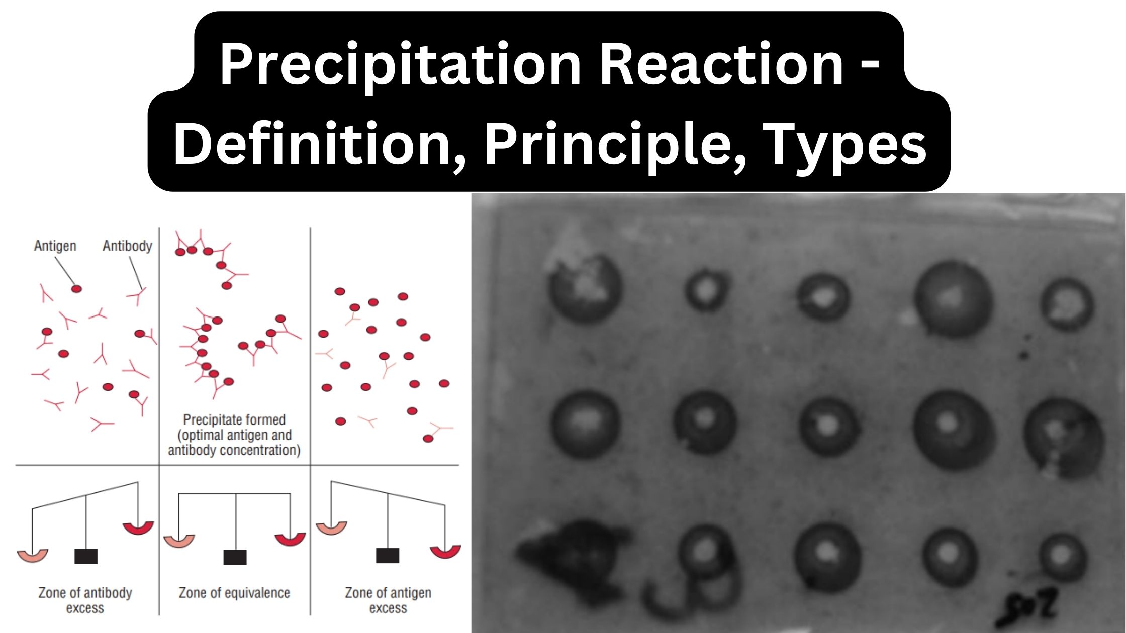 precipitation reaction of antigen and antibody
