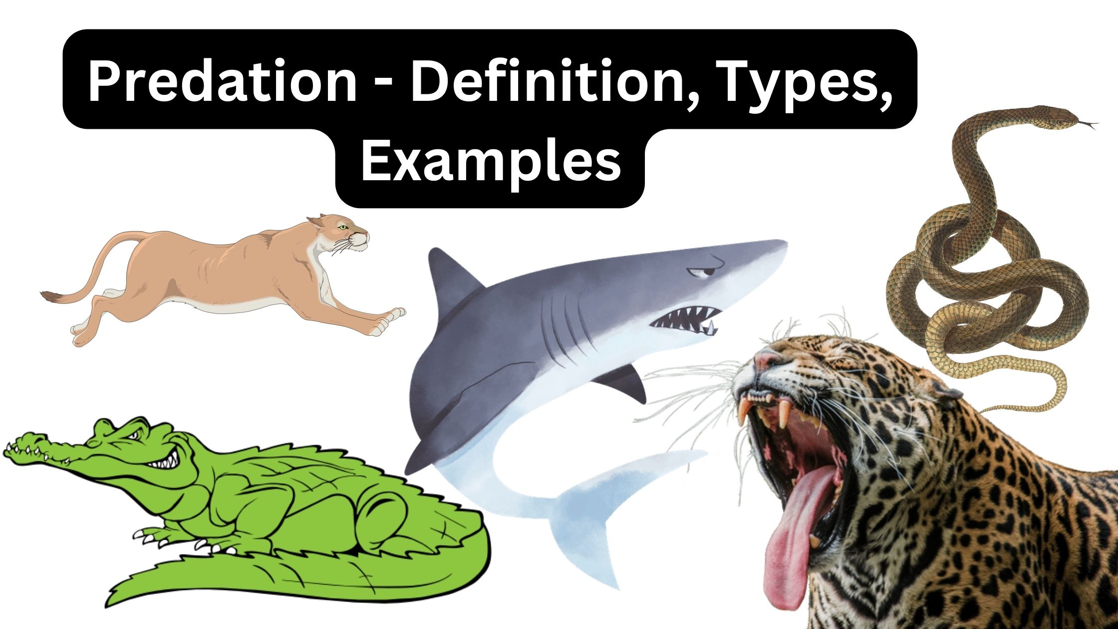 Predation - Definition, Types, Examples
