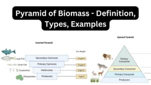 Pyramid of Biomass - Definition, Types, Examples