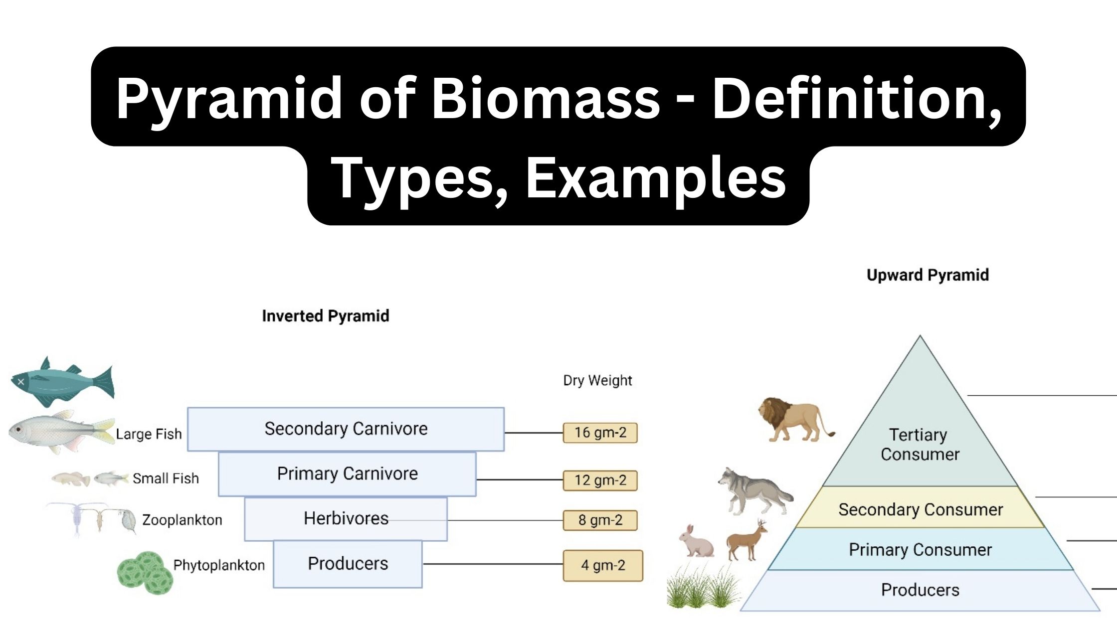 Pyramid Of Biomass Definition Types Examples