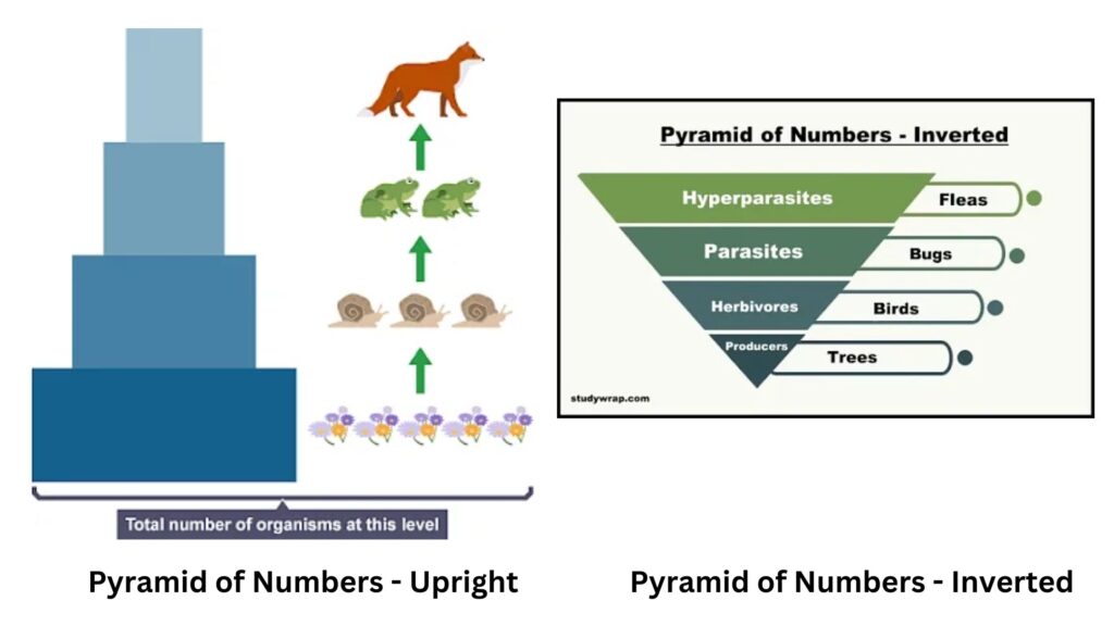 Types of Pyramid of Numbers