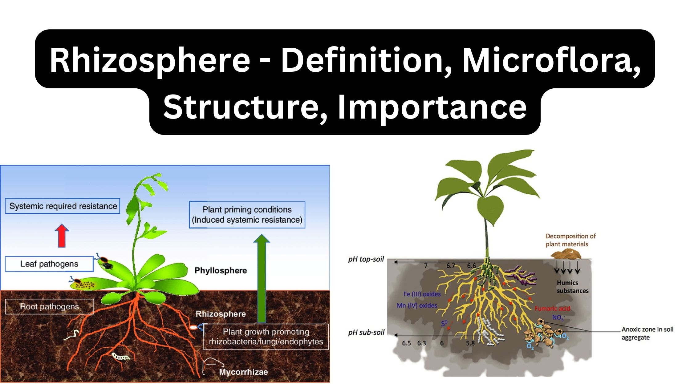 Rhizosphere - Definition, Microflora, Structure, Importance