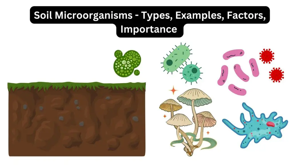 Soil Microorganisms - Types, Examples, Factors, Importance 