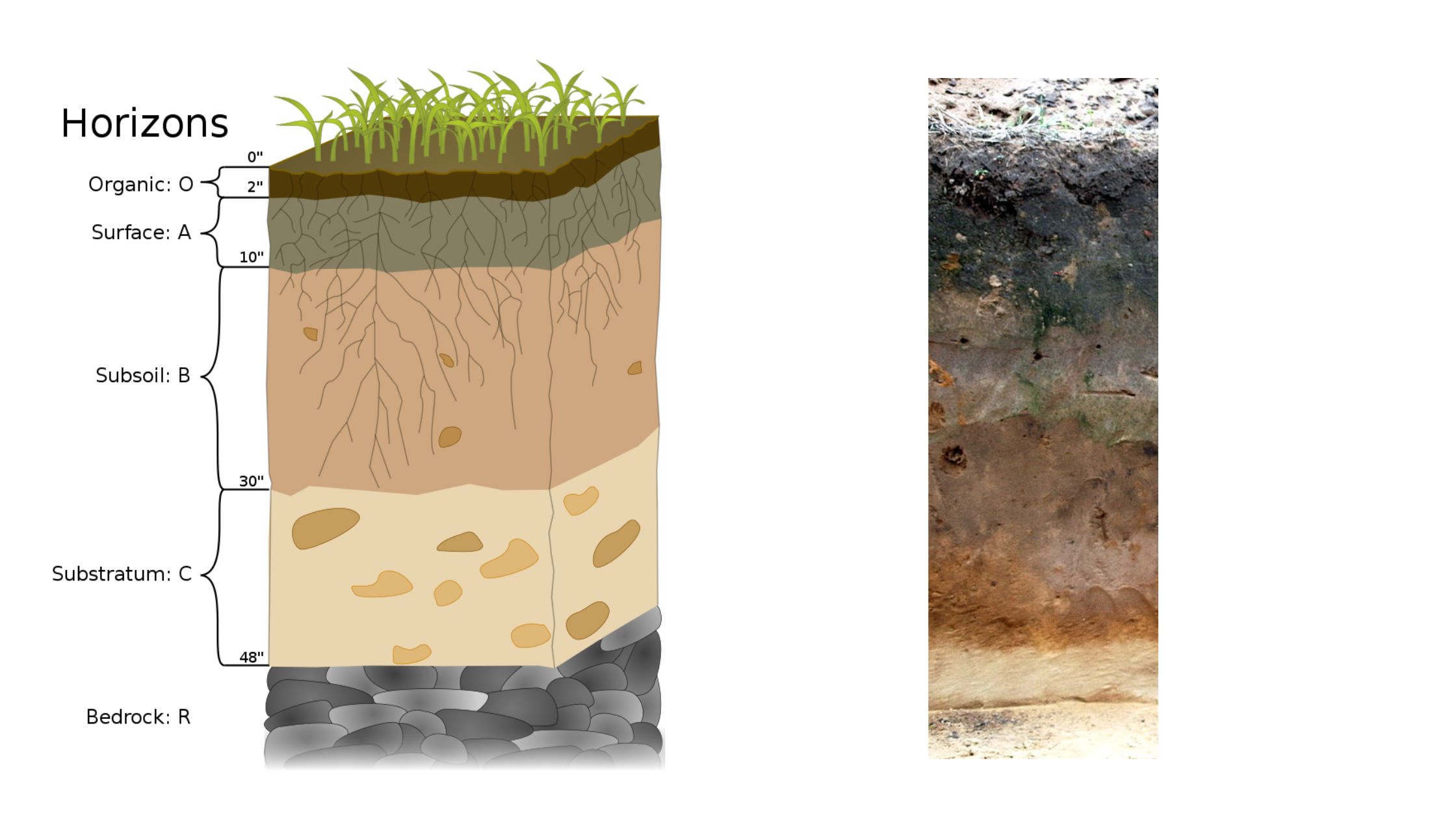 Soil profile and Soil Horizon - Definition, Types, Importance