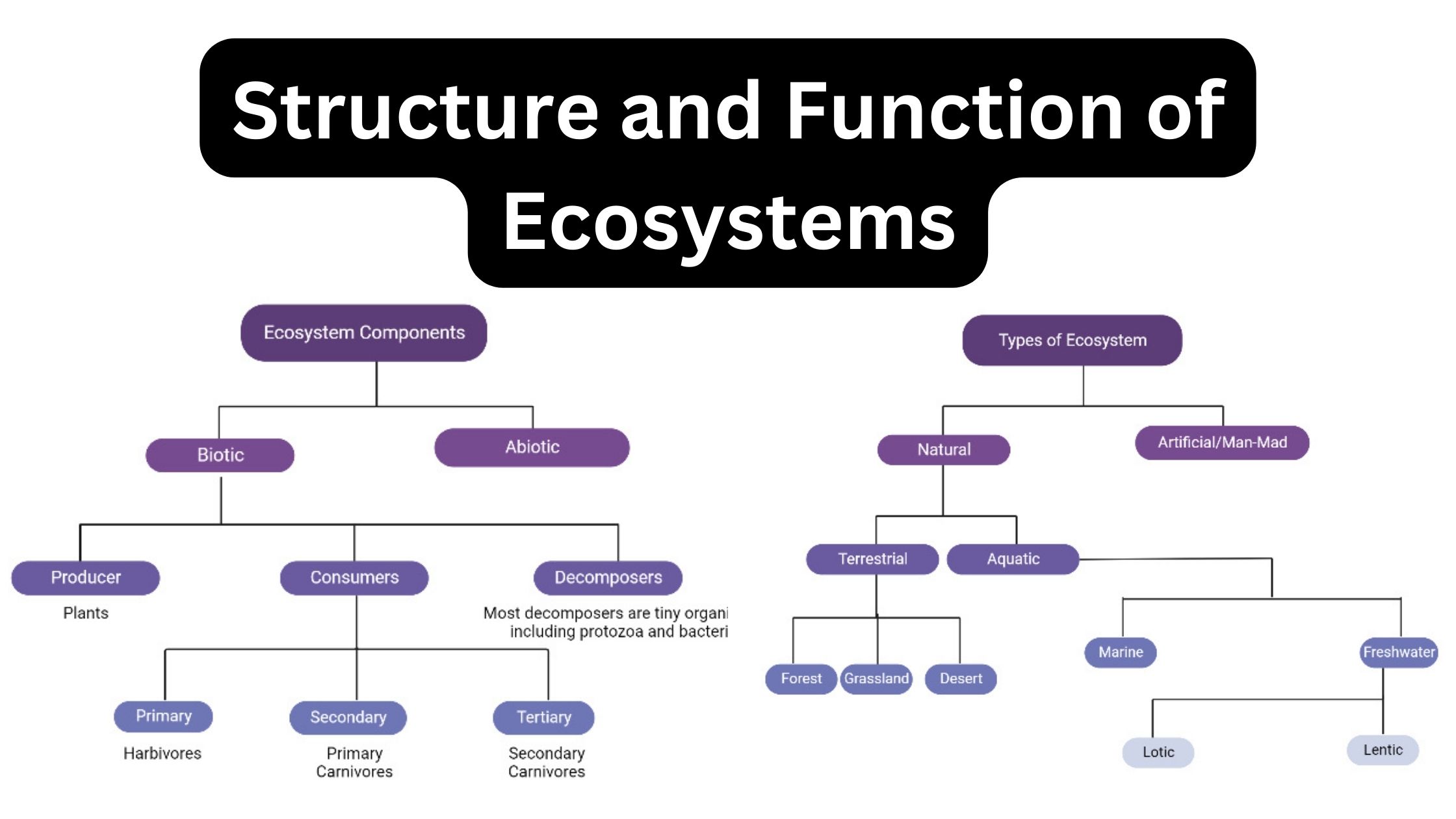 Structure and Function of Ecosystems