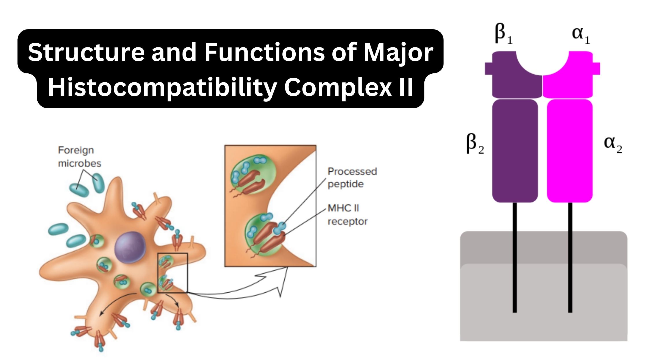 Structure and Functions of Major Histocompatibility Complex II