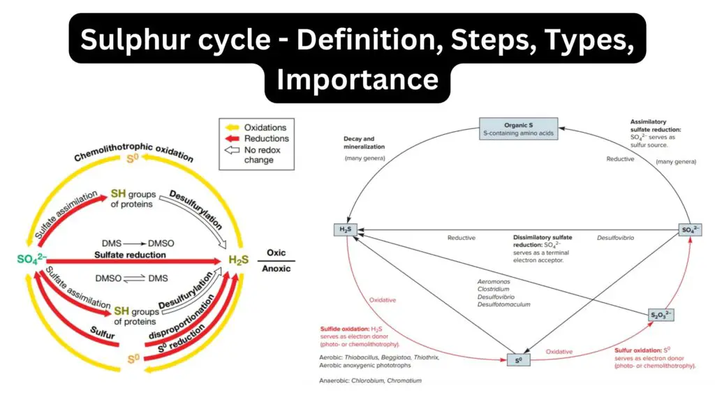 Sulphur cycle - Definition, Steps, Types, Importance