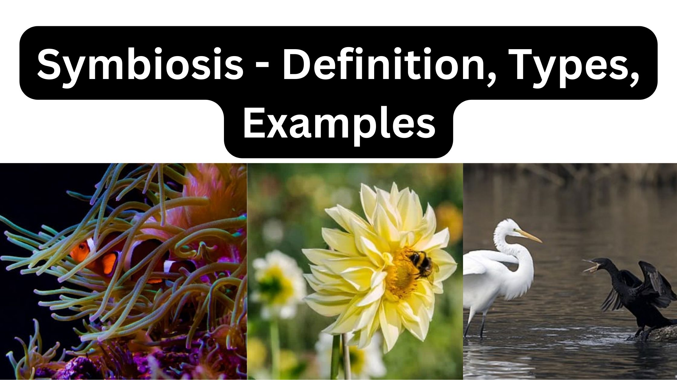 Symbiosis Relationship- Definition, Types, Examples