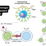 T Dependent Antigen and T Independent Antigen