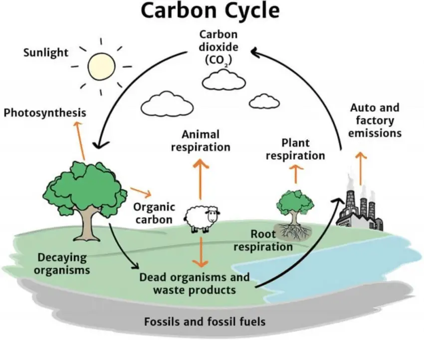 Steps of Carbon Cycle 