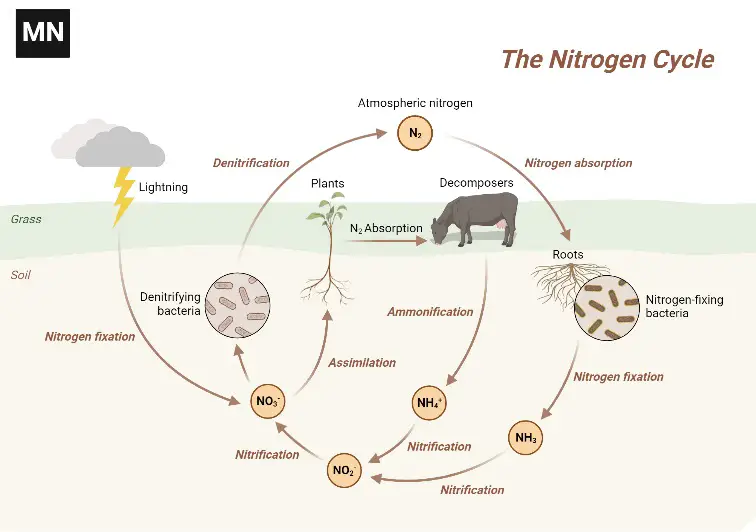 Nitrogen Cycle – Definition, Steps, Importance