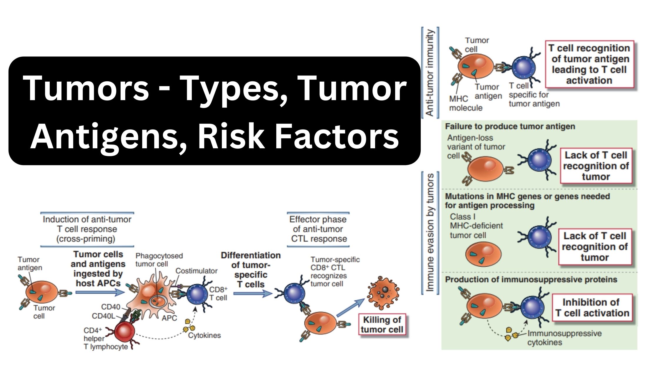 Tumors - Types, Tumor Antigens, Risk Factors