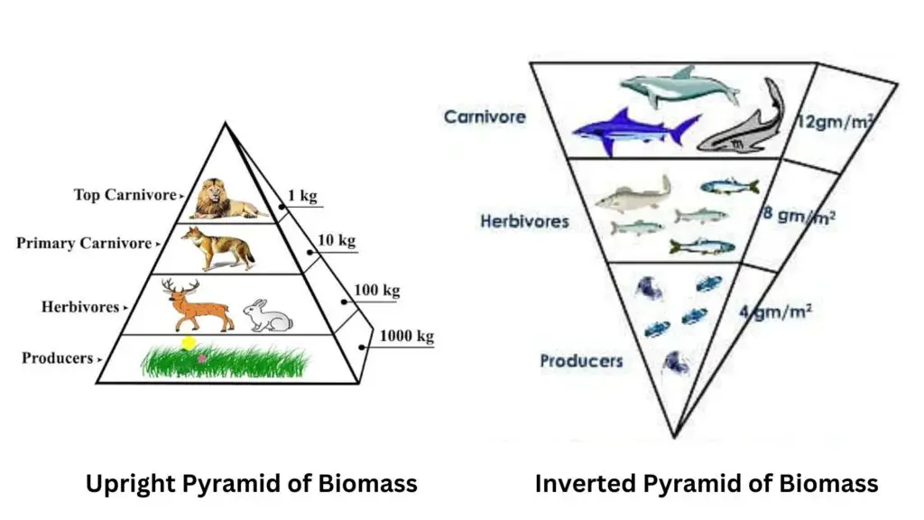Types of Biomass Pyramid